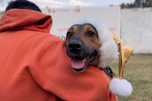 Con patitas y corazón: lomitos del Metro CDMX ayudan a Santa y a los Reyes Magos