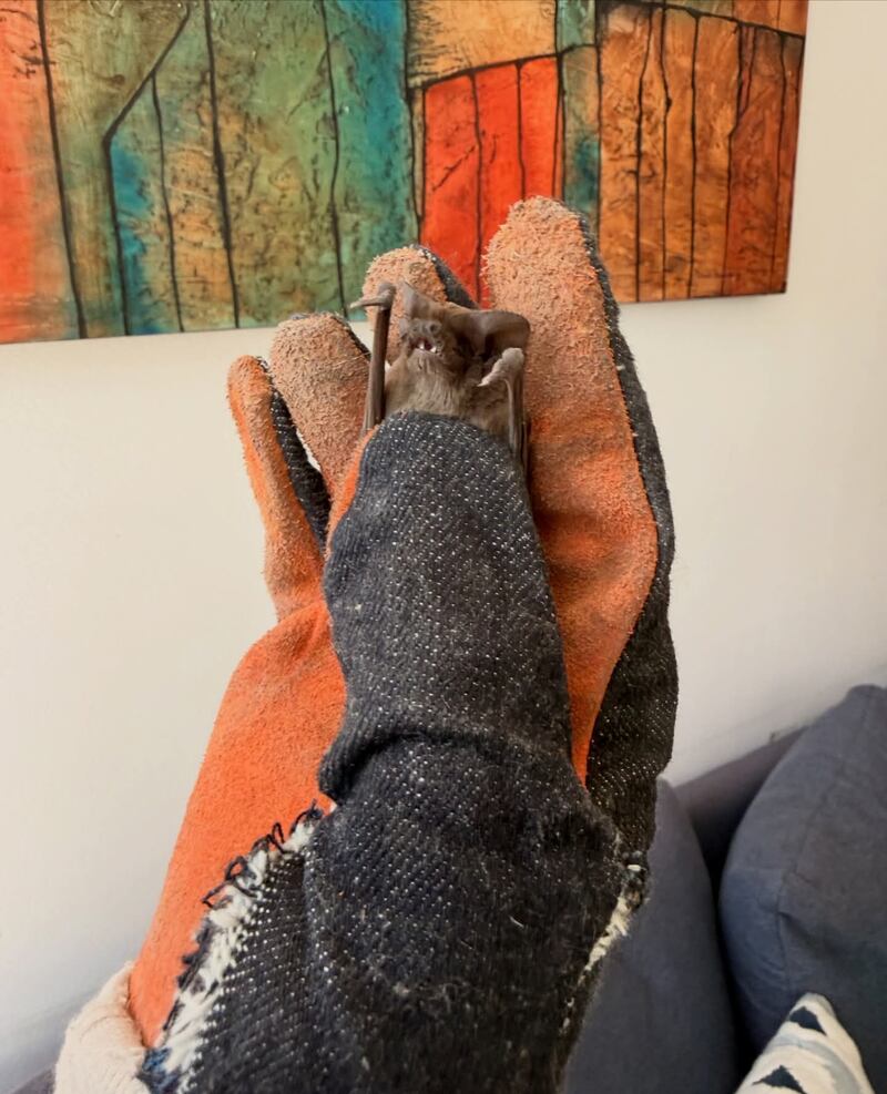 Los mamíferos fueron evaluados antes de ser liberados.