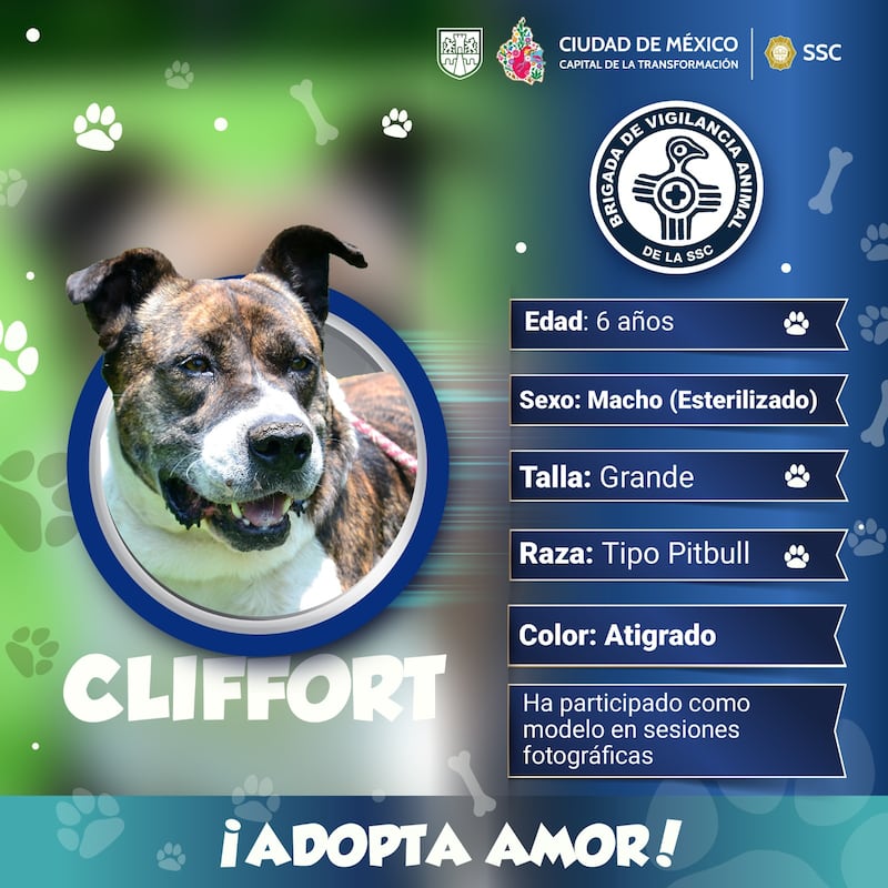 ¿Cómo puedo adoptar un perrito rescatado por la Brigada de Vigilancia Animal?