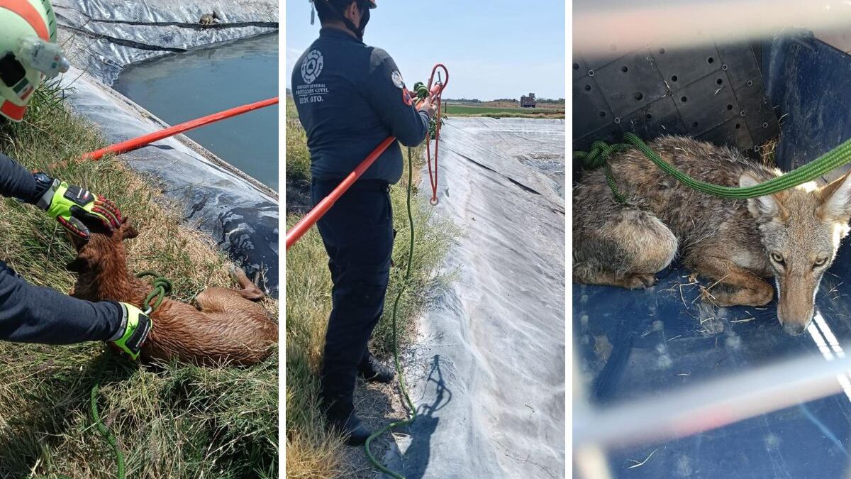 El ZooLeón liberó a un coyote y otras siete especies rehabilitadas en la Sierra de Lobos, como parte de su labor como centro de rescate de fauna silvestre.