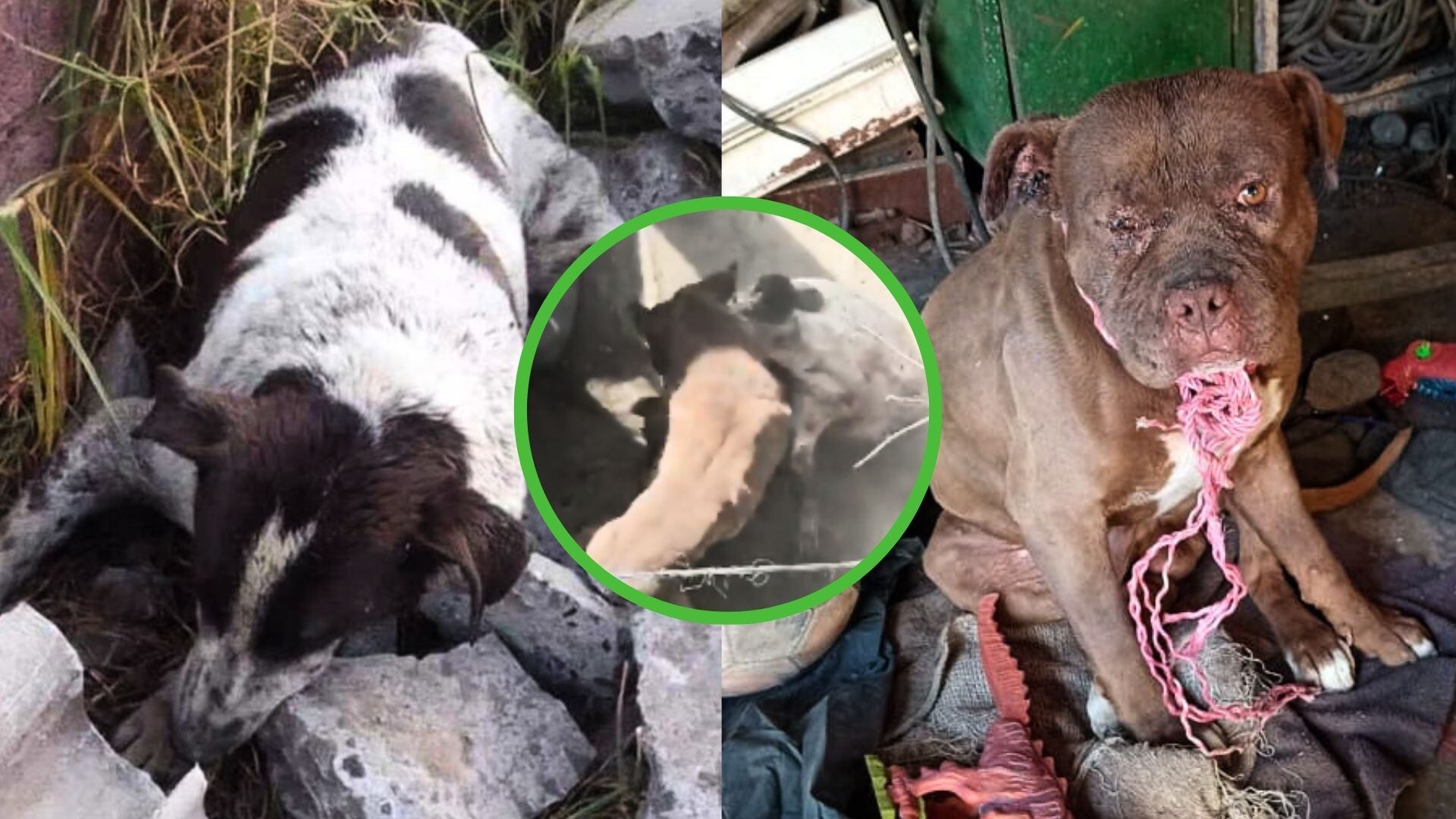 La fiscalía estatal comenzó la investigación para dar con el paradero de los responsables de permitir agresiones como en la que murió "Manchas".