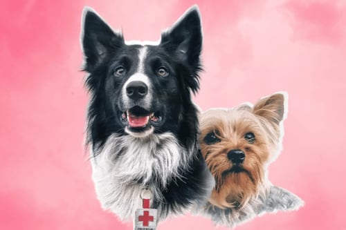 Acusan posibles irregularidades en caso de Athos y Tango