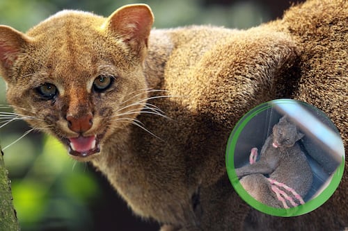 ¿Qué es un jaguarundi?, el extraño felino captado en Yucatán