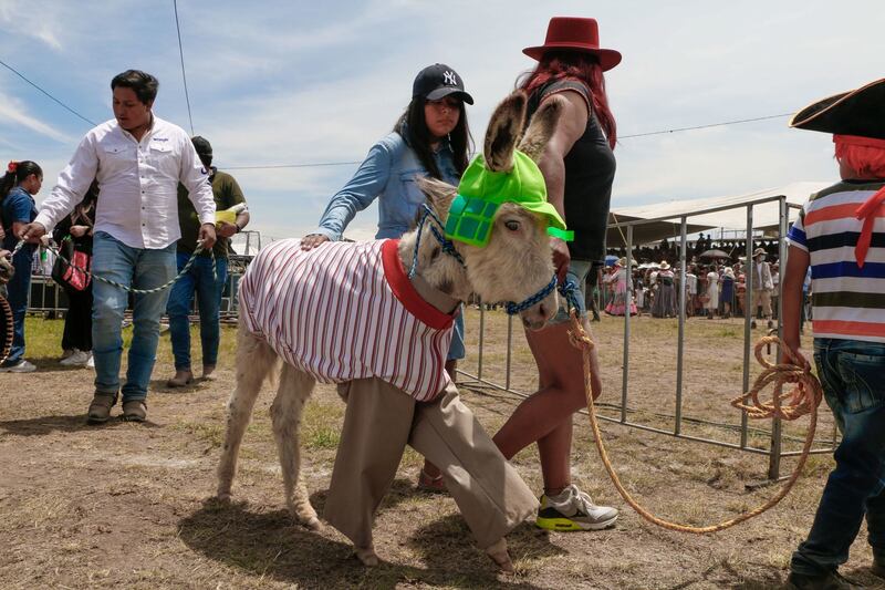 Concurso nacional de burros adornados en Otumba