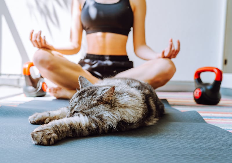 Mascotas bienestar animal