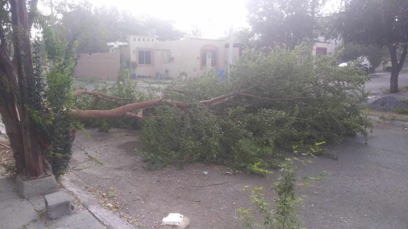 Árboles caídos en diferentes zonas del área metropolitana.