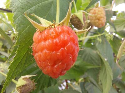 Producción de frambuesa en Jalisco.