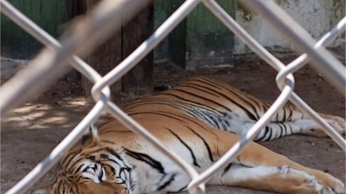 Un total de 46 fueron encontrados en una casa del municipio de Huixquilucan. (Fiscalía Edomex)