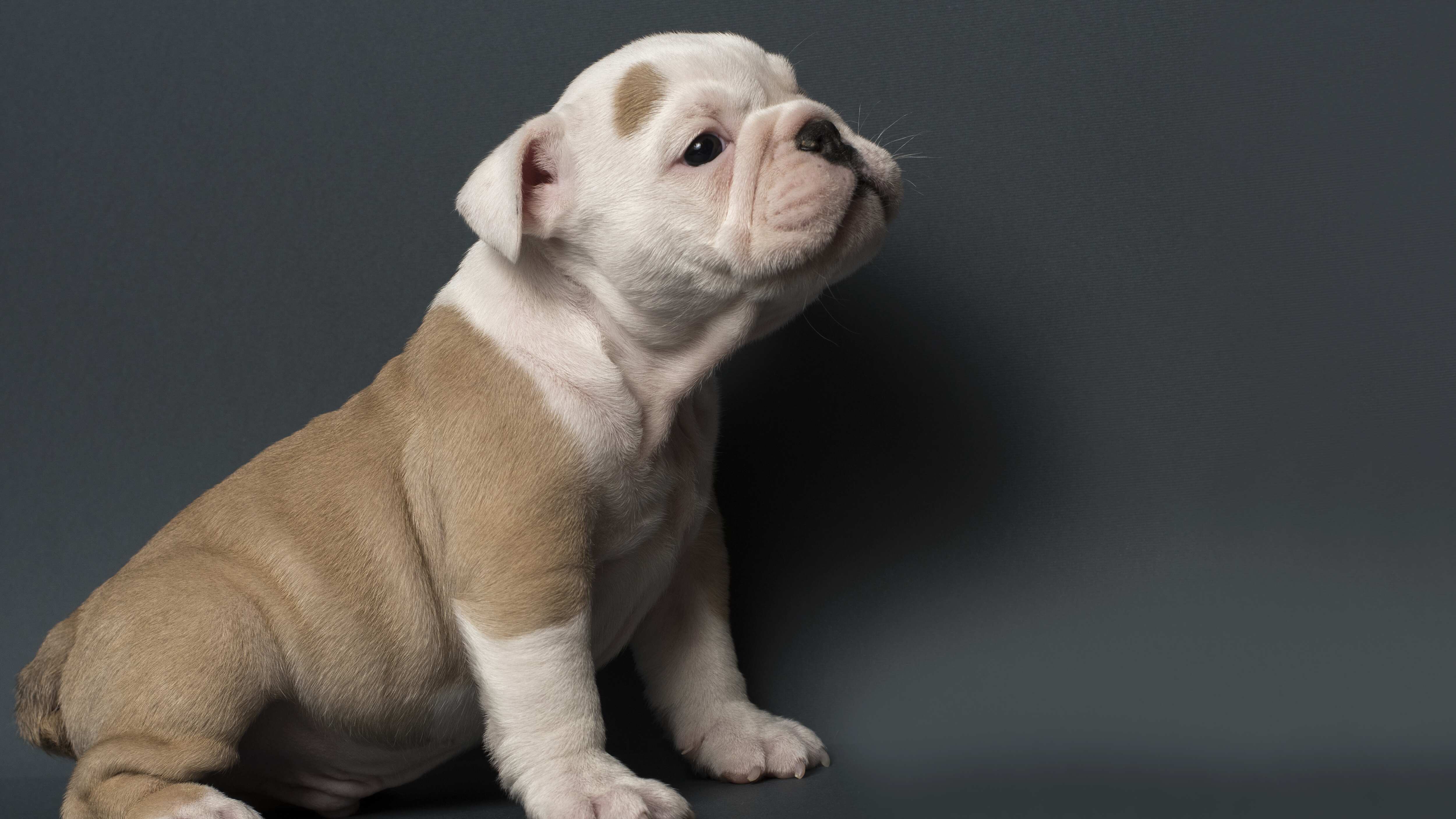 Los canes de raza bulldog eran comercializados en el establecimiento.