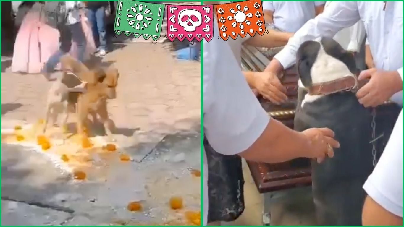 Día de Muertos: Así se divierten y se lamentan los perritos en la tradición mexicana