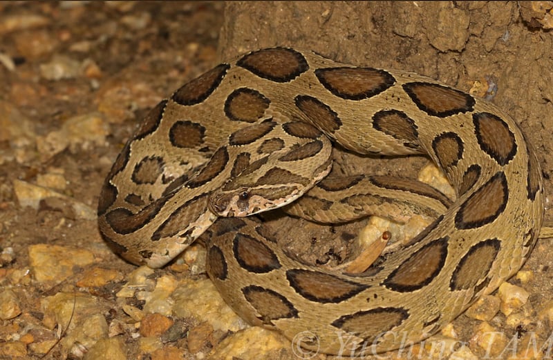 vibora