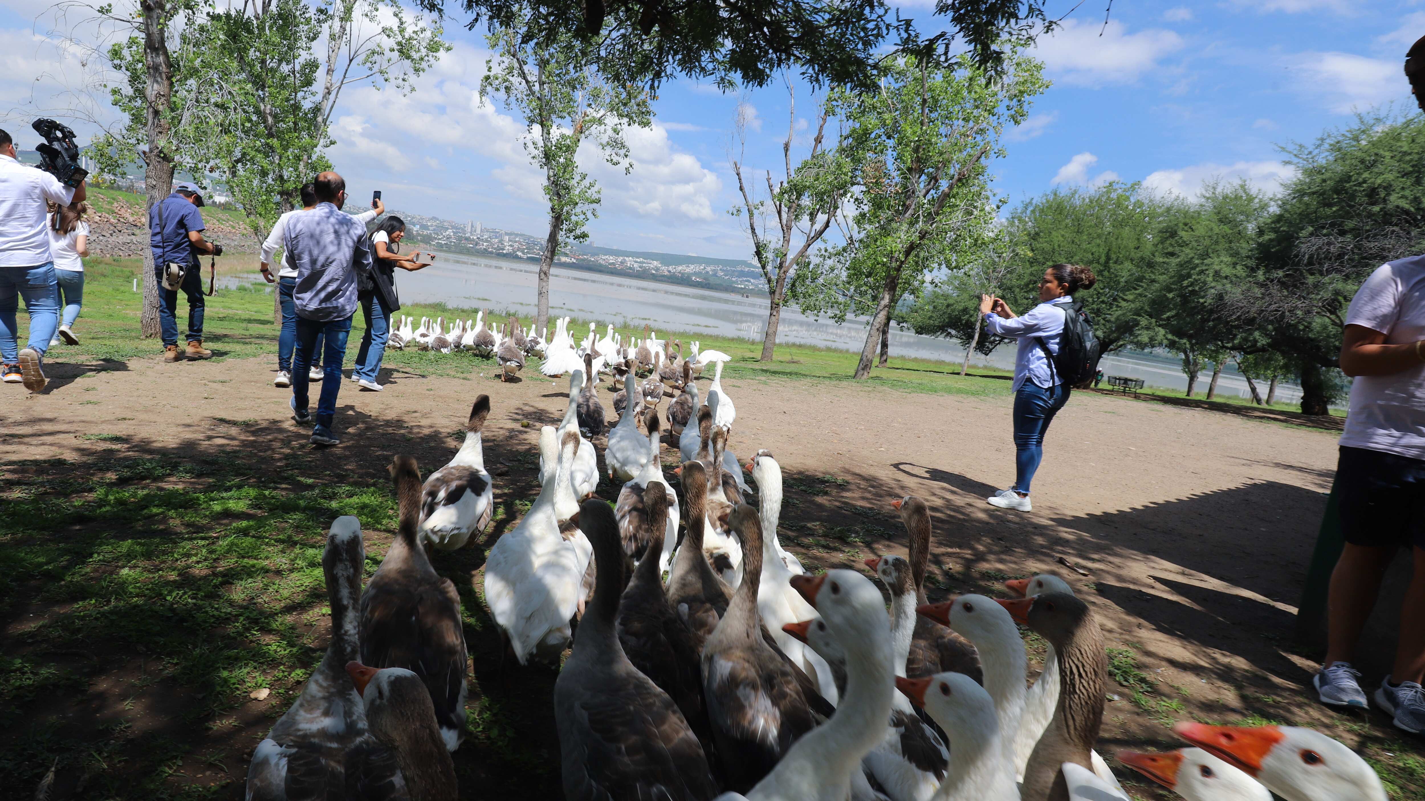 140 gansos fueron liberados de su refugio.