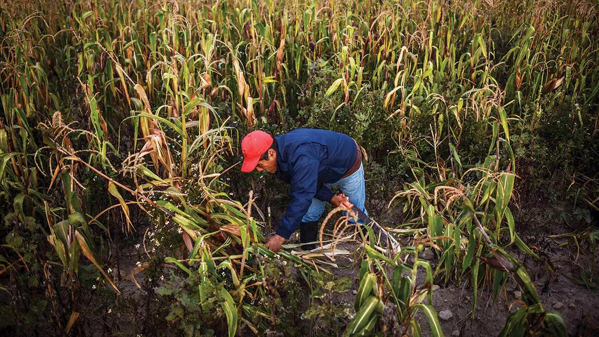 El arancel agrava la controversia que inicio EU contra México, tras prohibición de maíz transgénico por presuntos daños de salud, que sigue sin demostrar con evidencias científicas.