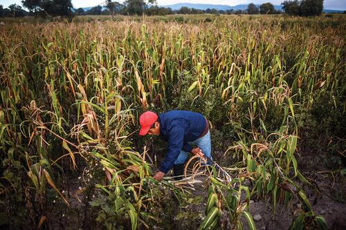 Arancel a maíz blanco no afecta a consumidores, pero desatará pugna con EU