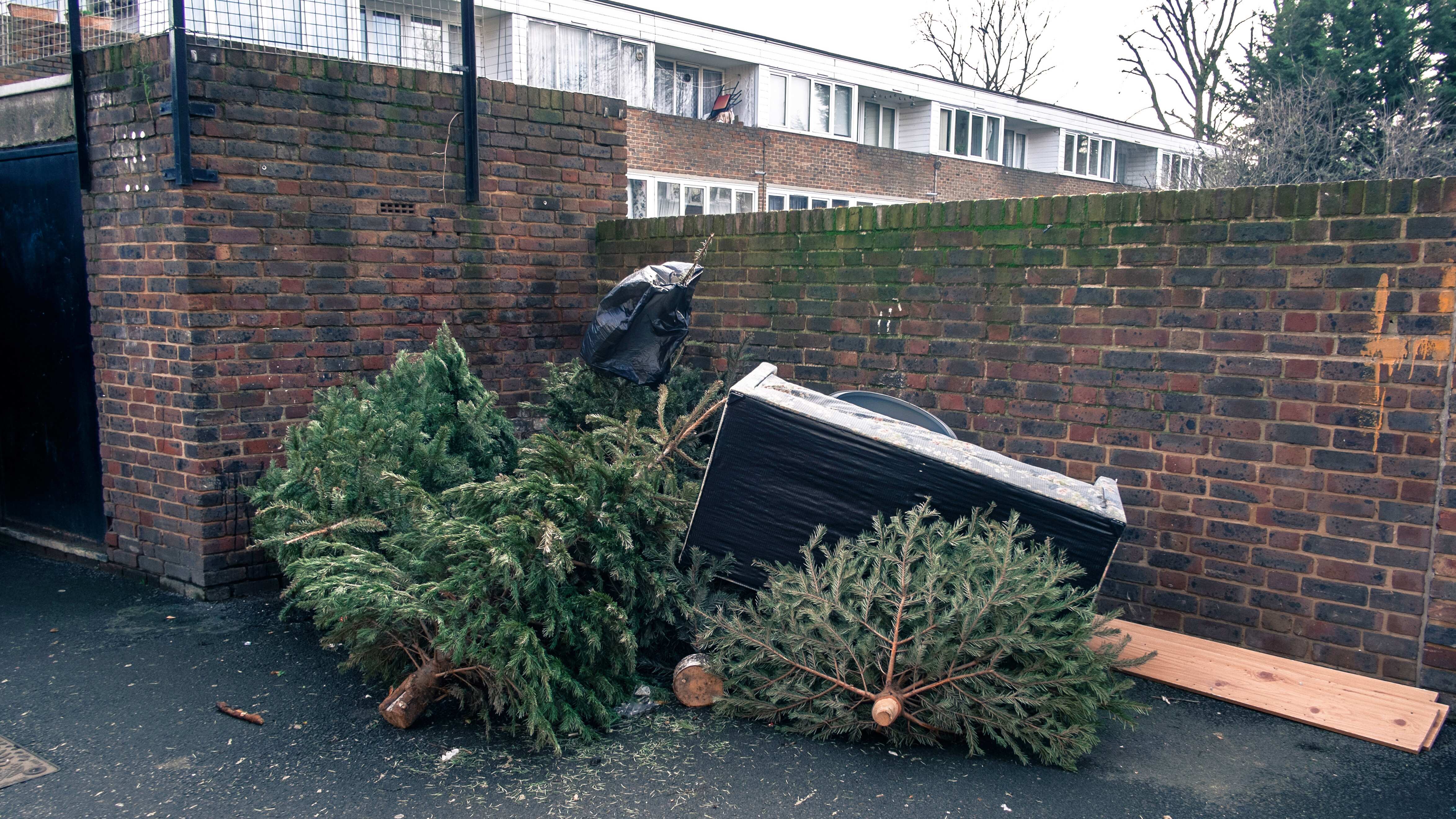 Árboles de Navidad convertidos en combustible