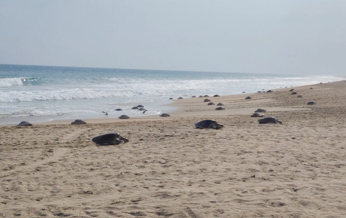 Miles de pequeñas viajeras llegan a Oaxaca: así comenzó la temporada de tortugas