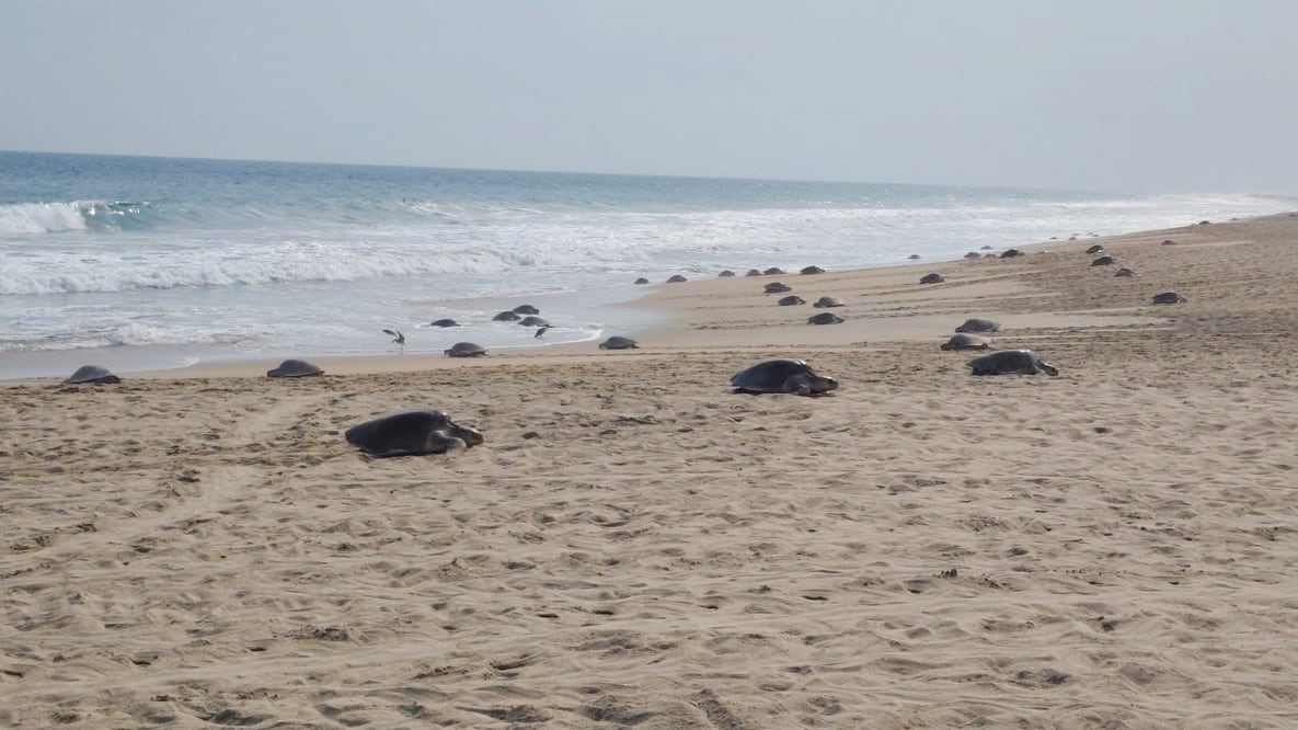 Durante cinco días, más de 11 mil tortugas salieron a las playas de Oaxaca para depositar sus huevos en el principal santuario de anidación del país.