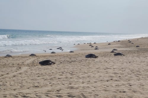 Miles de pequeñas viajeras llegan a Oaxaca: así comenzó la temporada de tortugas