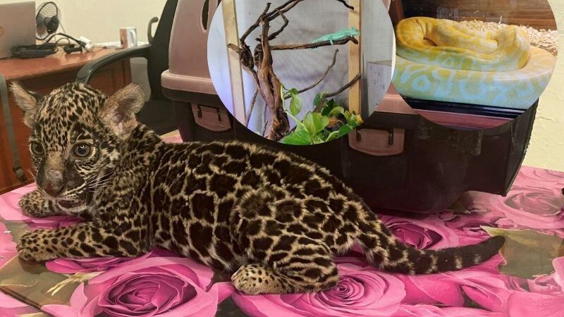 Bebé jaguar vendido en redes sociales es decomisada en Oaxaca