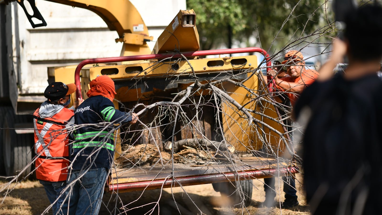 Se inició con la remoción del arbolado que está decadente, en una etapa fitosanitaria ya en mal estado, decrépitos, mal formados que pueden representar algún riesgo.