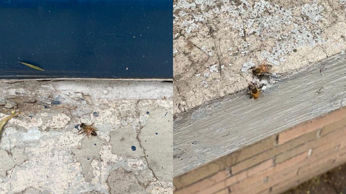 Abejas muertas en la UNAM por fumigación de chinches.