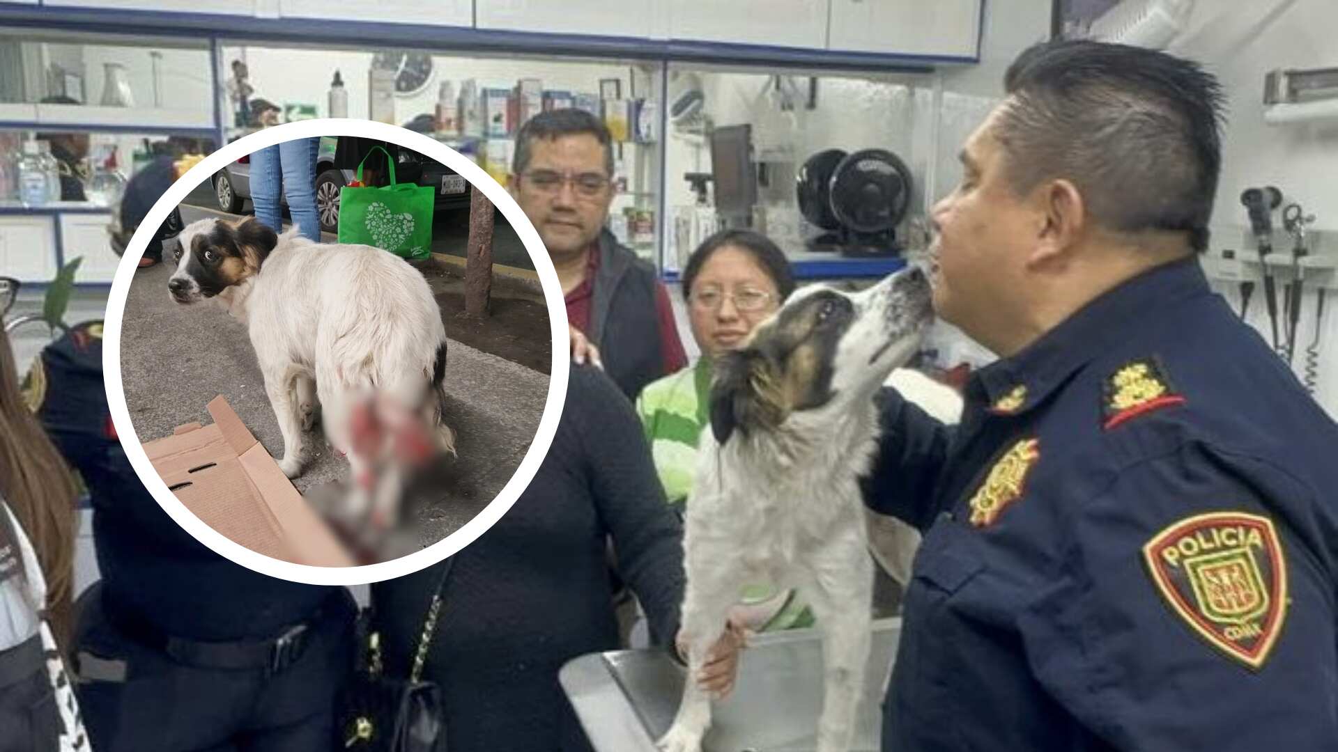La SSC y la Brigada de Vigilancia Animal se comprometieron a cubrir los gastos médicos del animal.