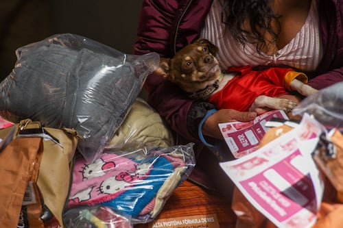 “Lastiman lo que más aman”: CDMX castigará a agresores que usen mascotas para controlar a mujeres