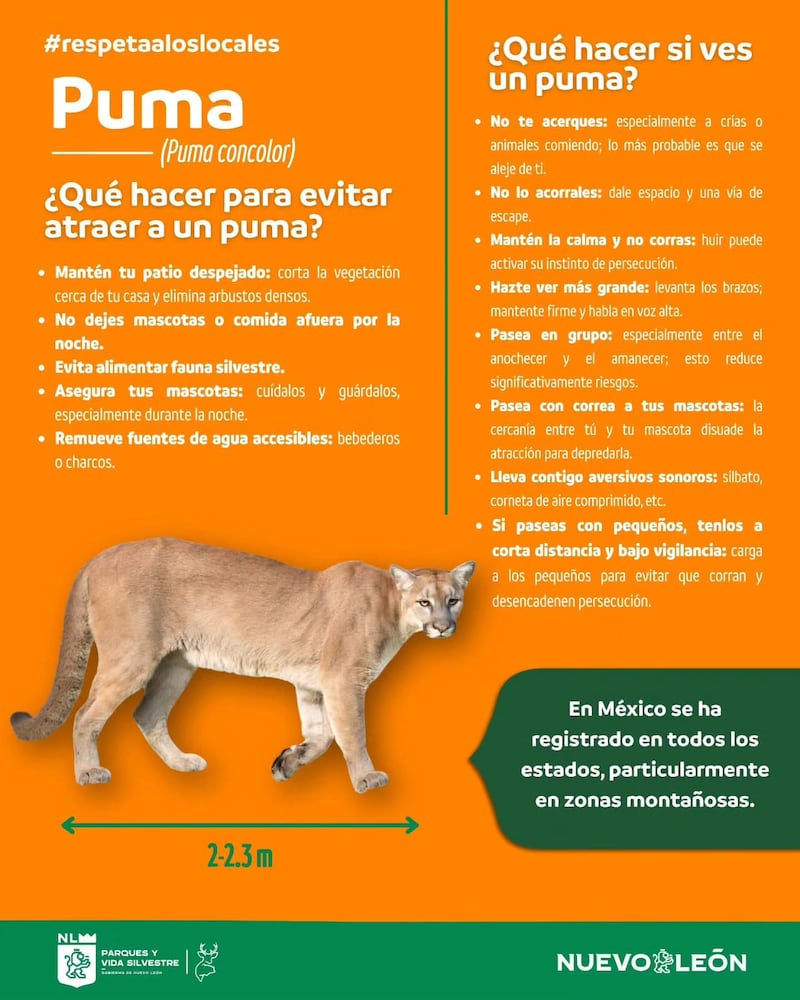 Las recomendaciones para evitar la presencia de pumas son sencillas.
