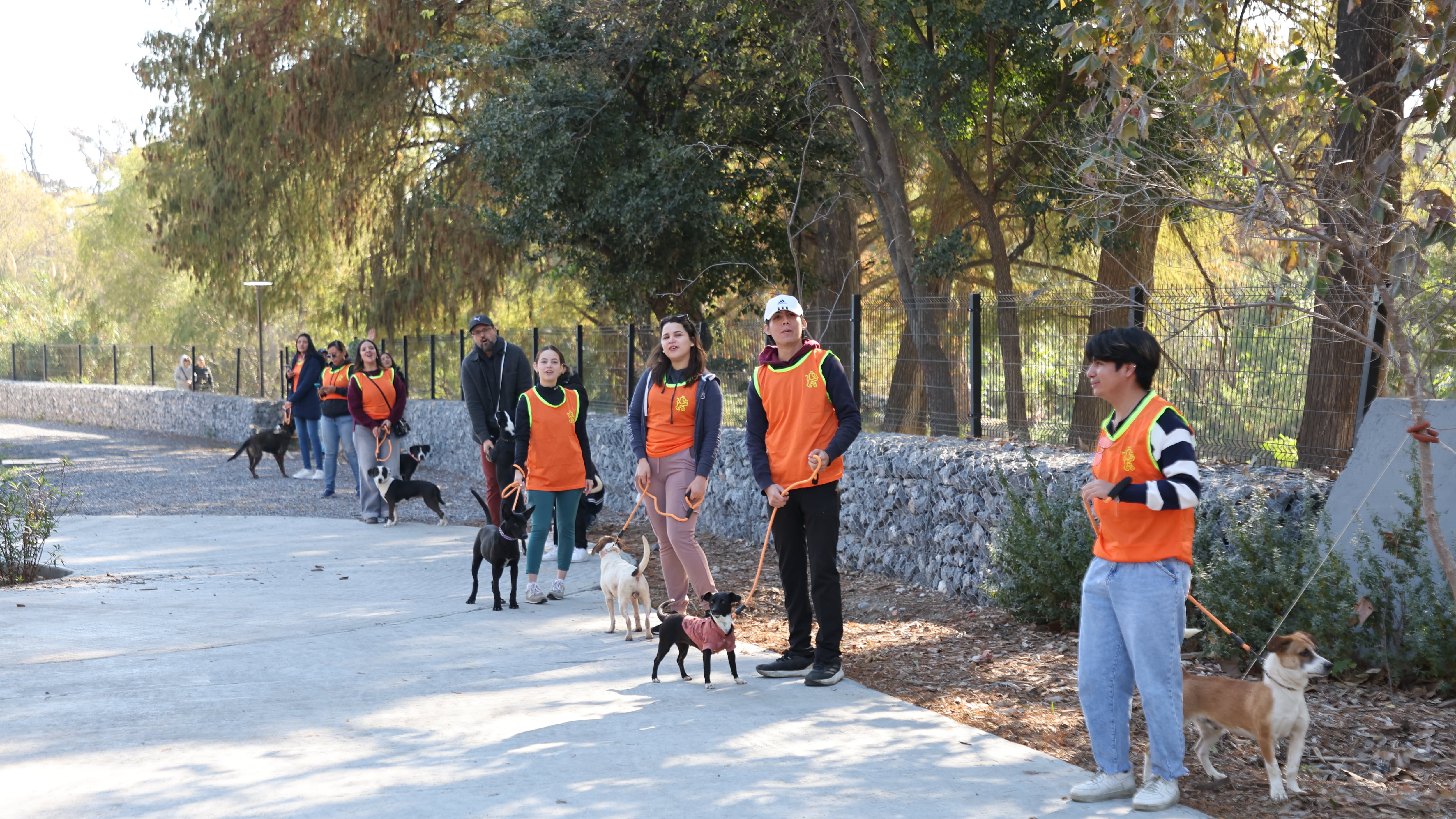 Los perritos necesitan de un paseo diario.