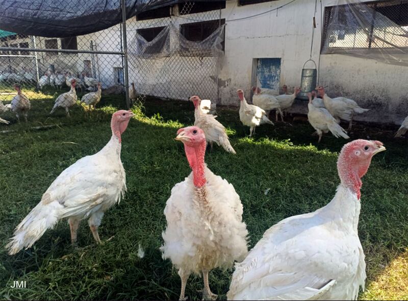 Pavo crianza