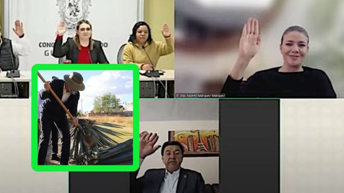 Preocupa la caída en precios del agave guanajuatense.