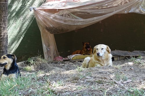 ¡Con una sola cámara! Gobierno “busca” a asesino serial de perros en Bosque de Nativitas