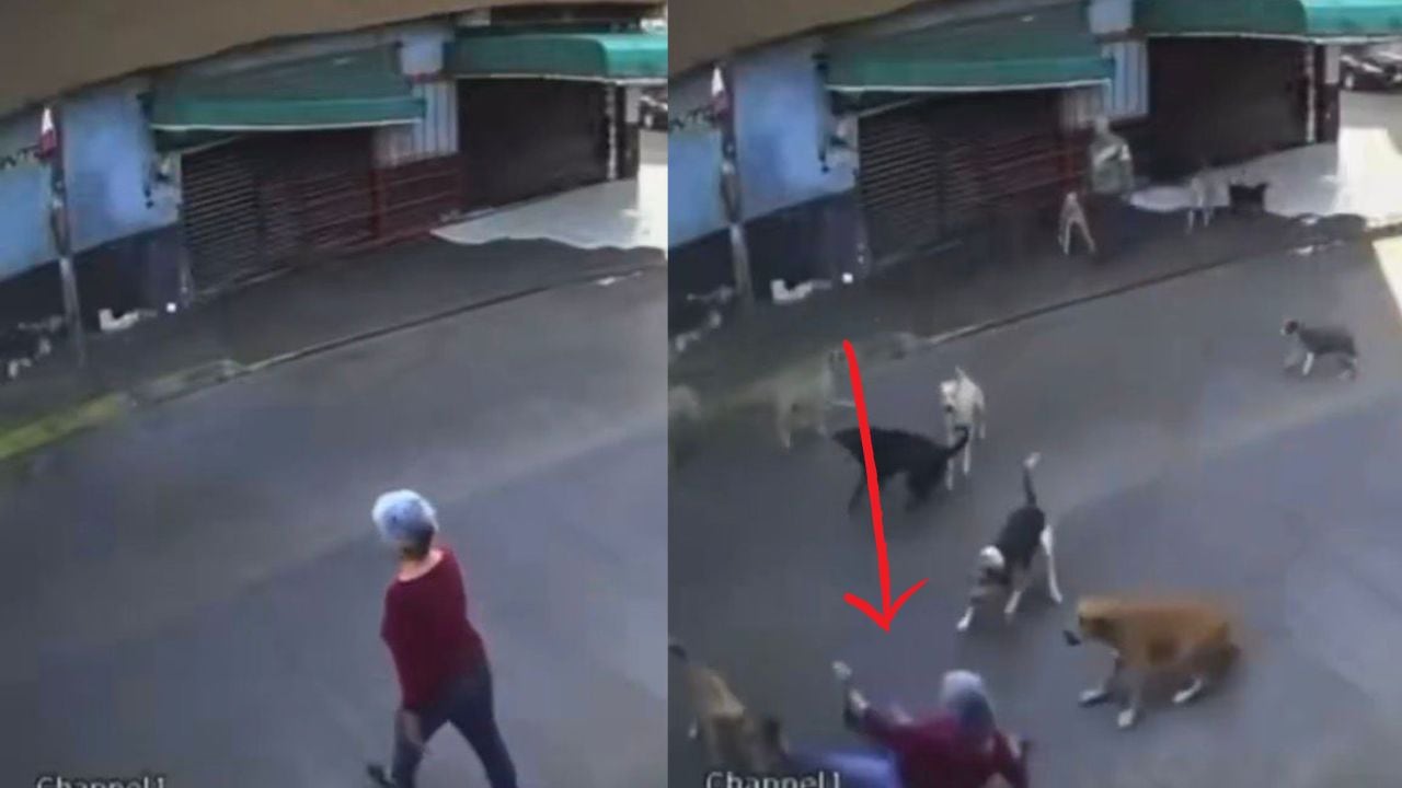 Abuelita es atacada por perros en Cuautla