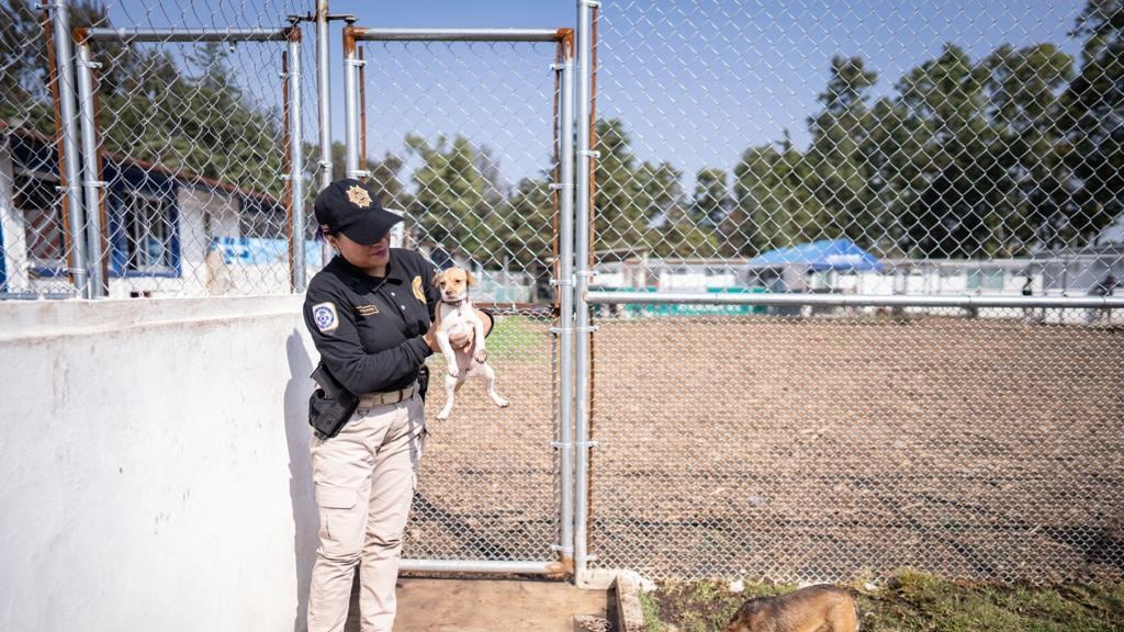Más de 200 perros y gatos podrán disfrutar de una nueva cómoda área de dormitorios, un jardín y un área de recreo en la "Ciudad de los perros y gatos".