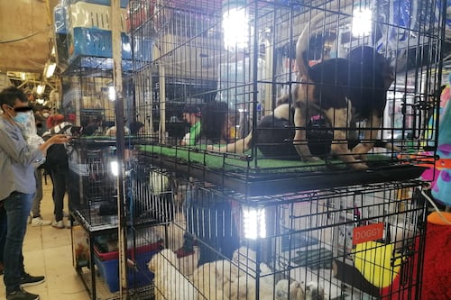 Mercado Sonora dejará de vender animales desde el 1 de enero; así cerró el último local