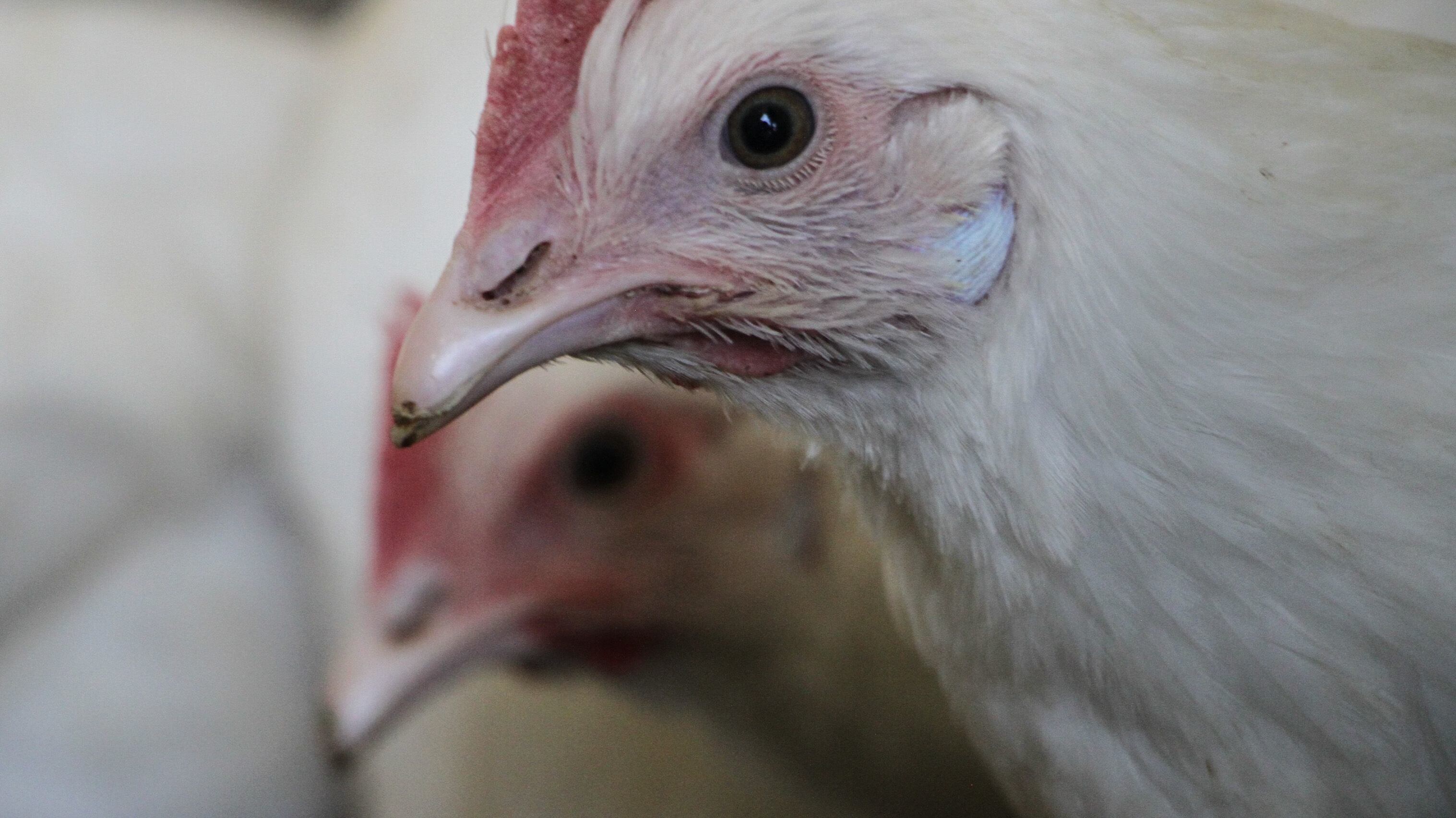 El Servicio Nacional de Sanidad, Inocuidad y Calidad Alimentaria (SENASICA) informó sobre la presencia de este padecimiento en un negocio del municipio.