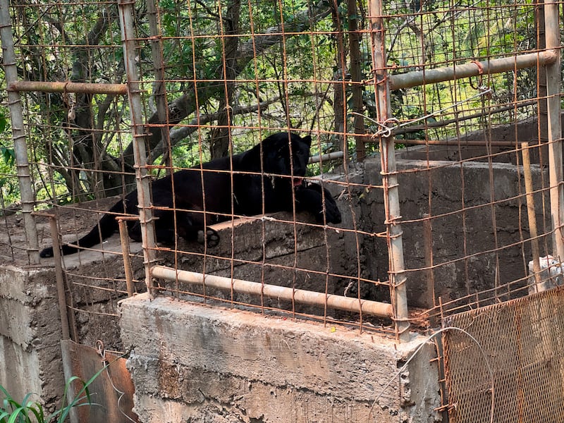 Aseguran animales silvestres por malos tratos en unidad de manejo en Veracruz