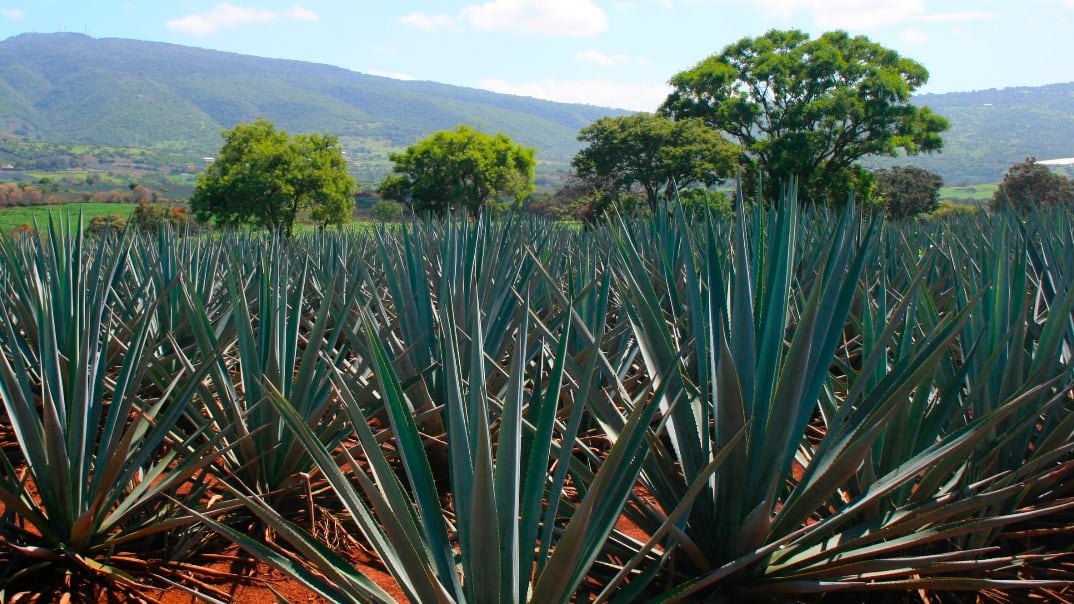 Llaman a productores de agave a cumplir con Norma Mexicana del Tequila. Foto: Cortesía.