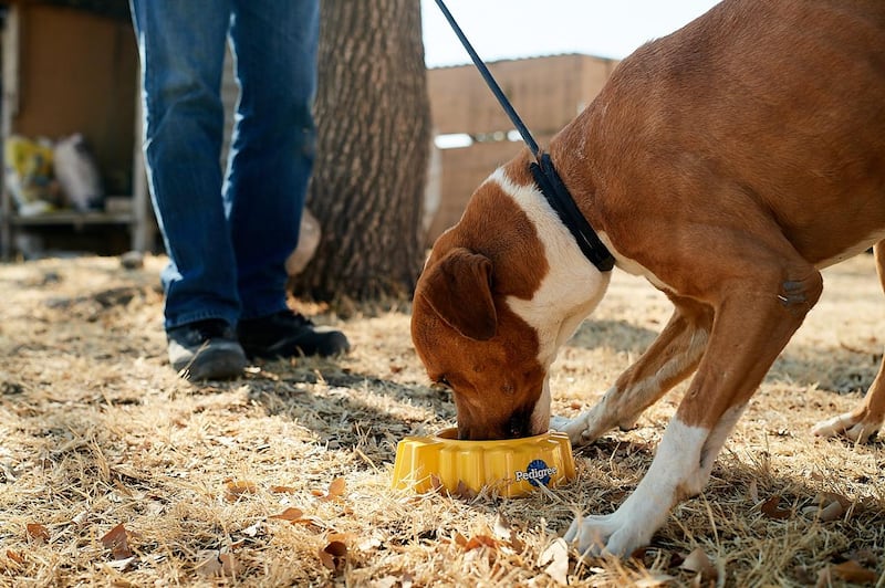 perro alimentandose