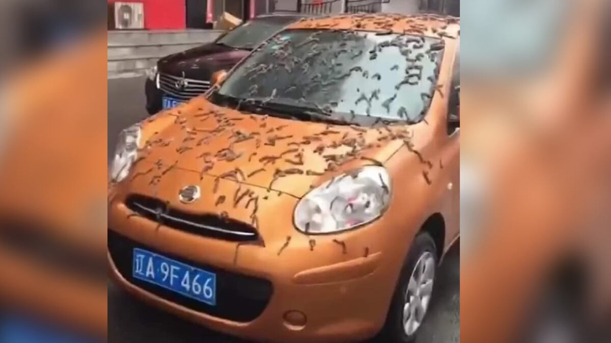 Esto es lo que sabemos de los gusanos que cayeron en autos de China