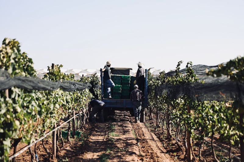 Vinos Camino de la Plata