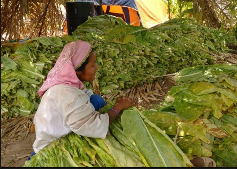 jornalera de tabaco