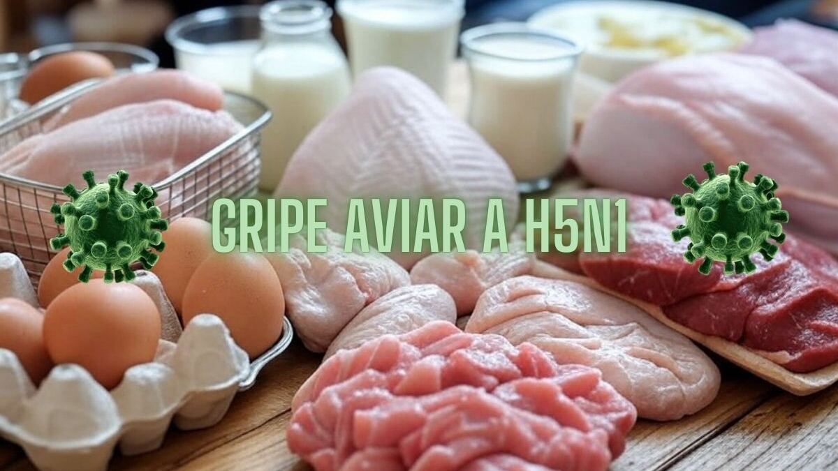 Gripe aviar: Más allá del pollo y el huevo; productos lácteos también podrían contener el virus H5N1