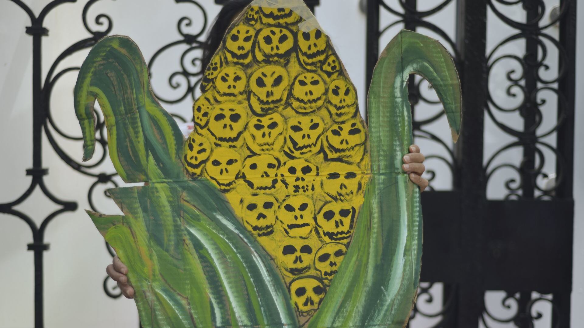 No hay que olvidar producción de maíces nativos de México