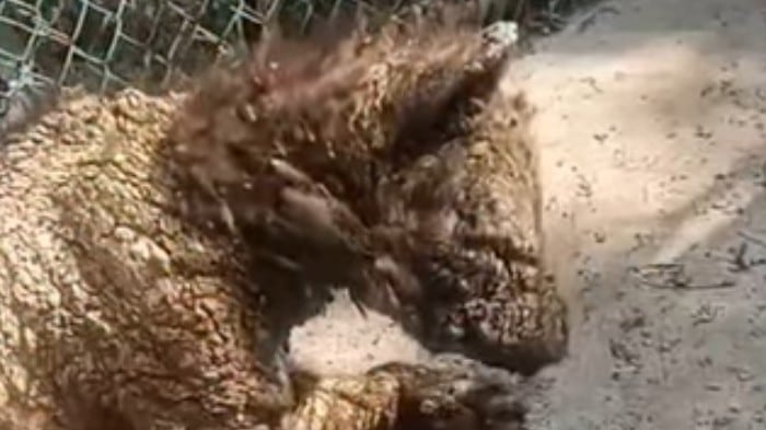 La pastora asegura tener al animal en las mejores condiciones posibles.