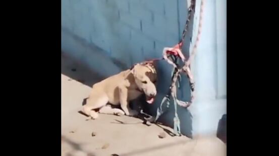 De acuerdo con las denuncias, se tratan de dos perritos en situación de abandono, pero en el video sólo se aprecia un cachorrito de color café.