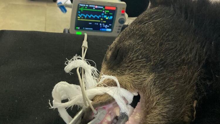 El osezno está siendo estudiado para ver las posibilidades de recuperación o qué camino seguir.