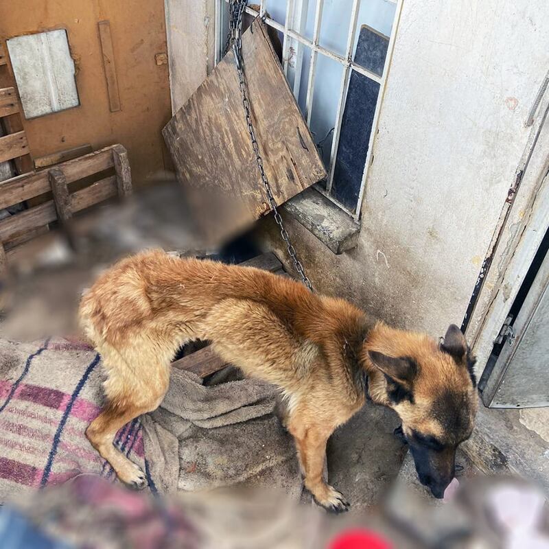 Tenían un cuadro de desnutrición severa. (Centro de Atención Animal Municipal de El Marqués)