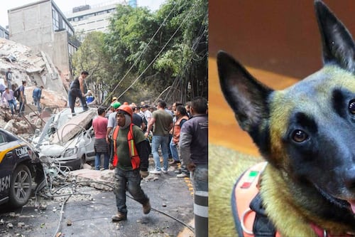 ¡Gracias por tanto! Rex, perrito rescatista del 19S, muere tras perder lucha contra enfermedad