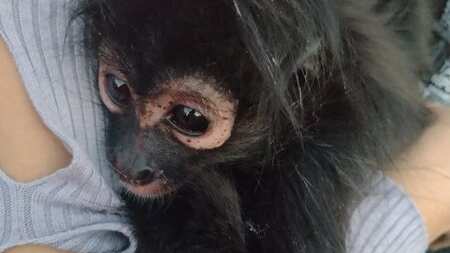 Mono en pañales es rescatado en calles de Celaya.